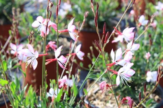 Gaura rosyjane