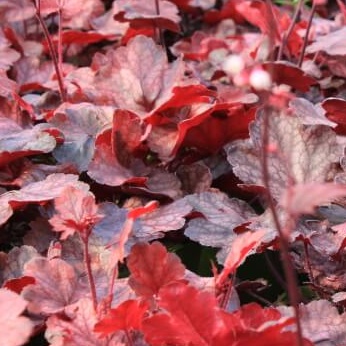 Heuchera fire chief