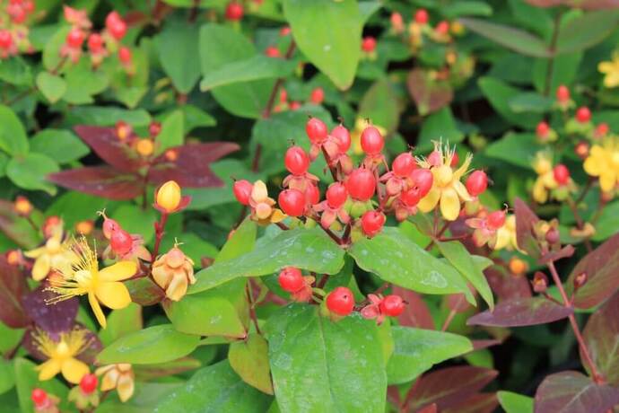 Hypericum miracle attraction