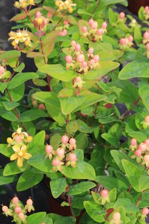 Hypericum miracle blosom