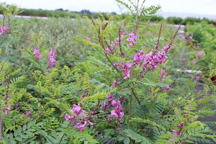 Indigofera gerardiana