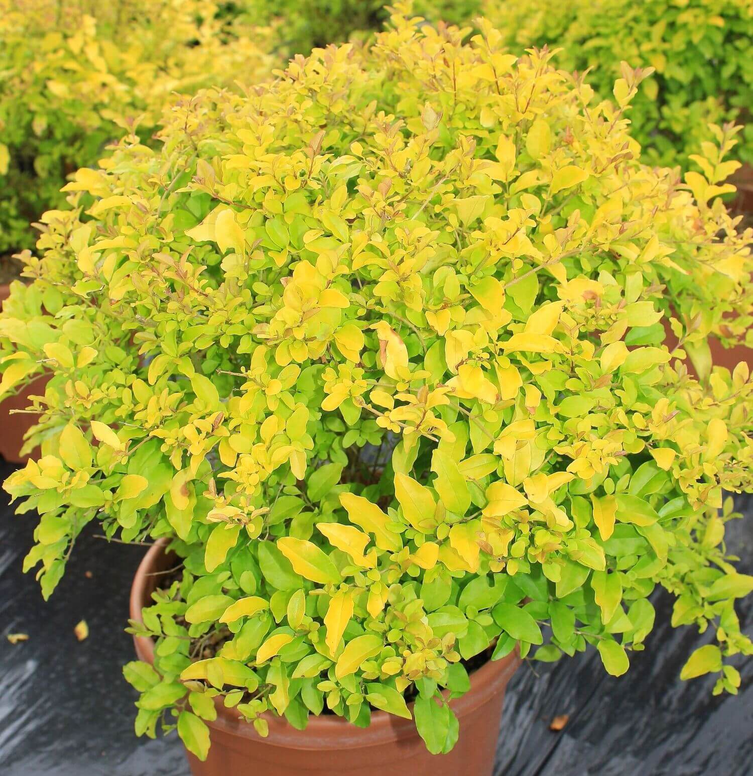 Ligustrum lemon lime