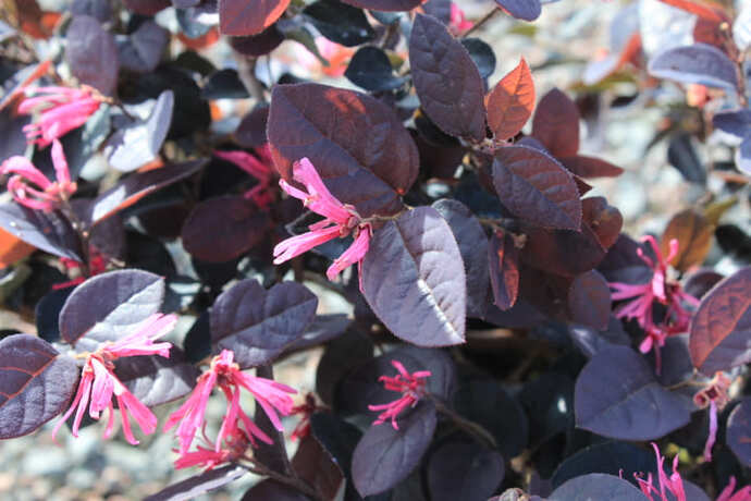 Loropetalum fire dance