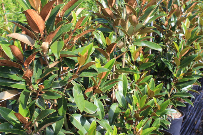 Magnolia grandiflora atla