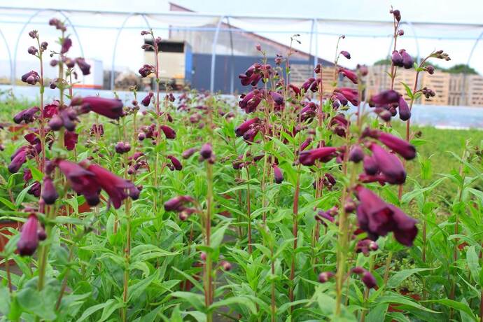 Penstemon black bird