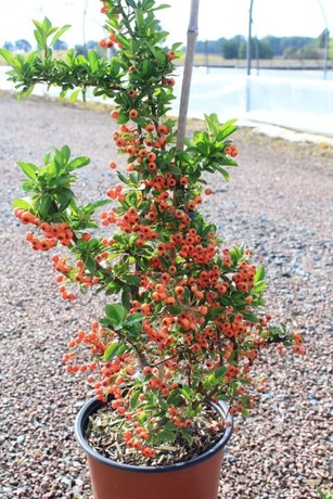 Pyracantha orange glow