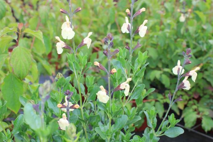 Salvia jamensis melen