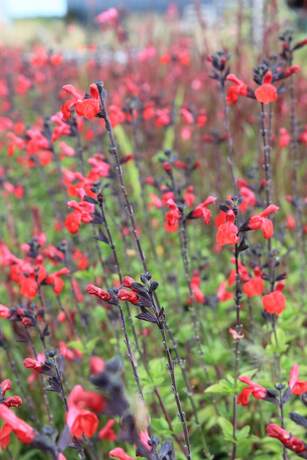 Salvia royal bumble