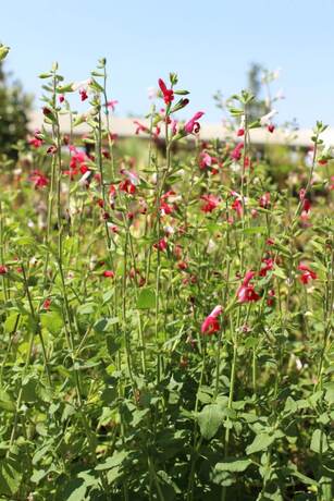 Salvia hotlips