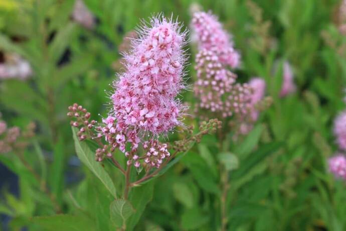 Spirée billardii