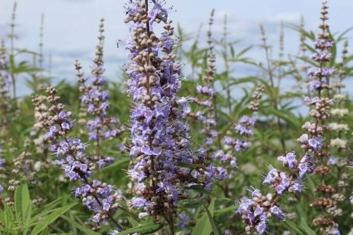 Vitex agnus castus