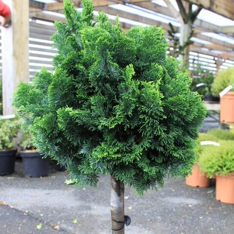 Chamaecyparis obtusa nana gracilis quart de tige