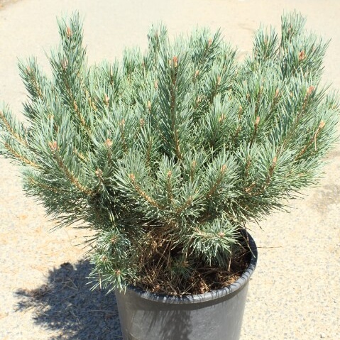Pinus sylvestris nana