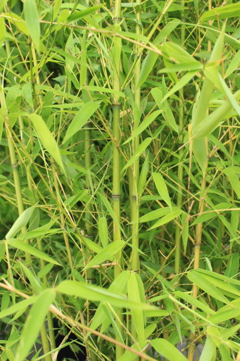 Phyllostachys aurea