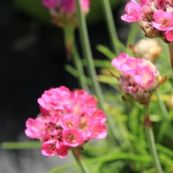 Armeria maritima rosea