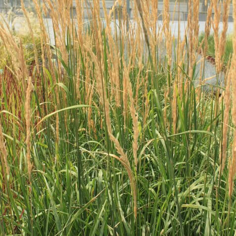 Calamagrostis karl foerster