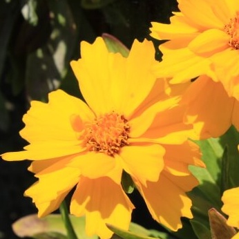 Coreopsis presto