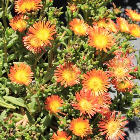 Delosperma fire wonder