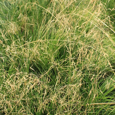 Deschampsia cespitosa