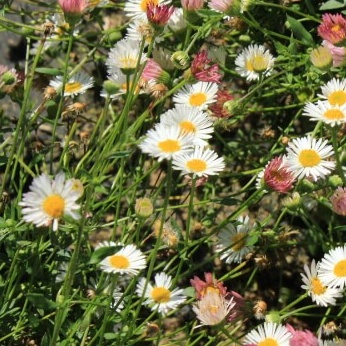 Erigeron karvinskianus