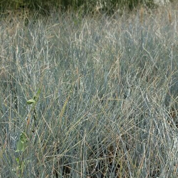 Festuca glauca elijah blue