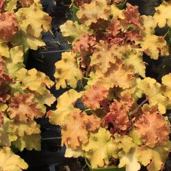 Heuchera marmalade