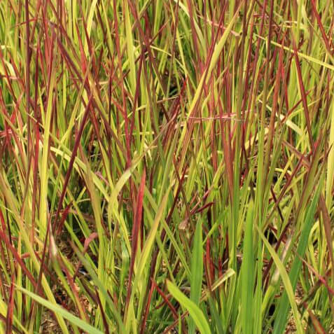 Imperata cylindra red baron