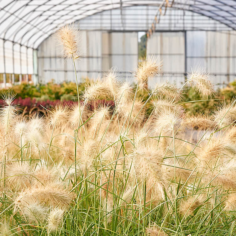 Pennisetum Villosum