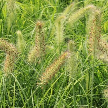 Pennisetum alopecuroïdes hameln