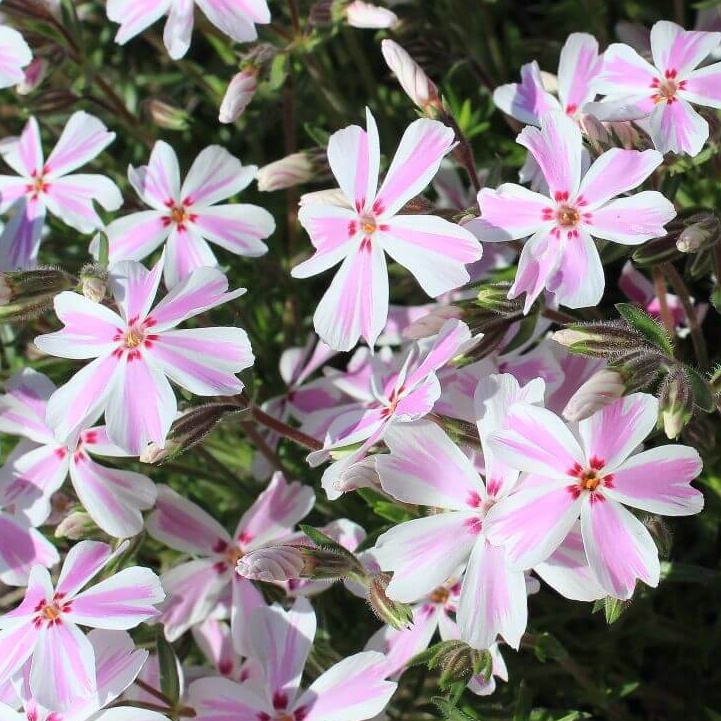 Phlox subbulata candy strip