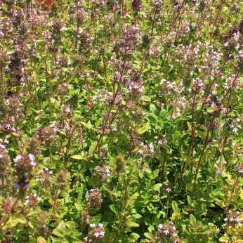 Thymus serpylum rose purple