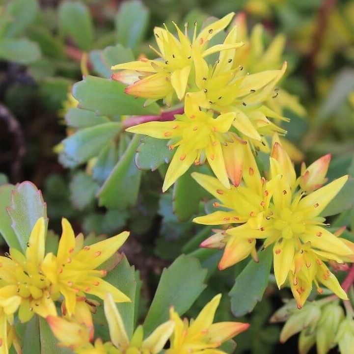 Sedum floriferum wheinstephaner gold