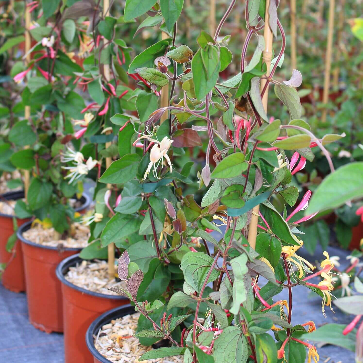 Lonicera chinensis