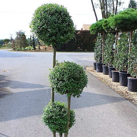 Ligustrum jonandrum 3 boules