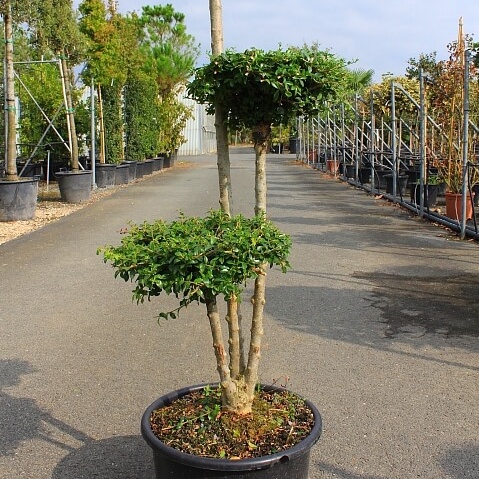 Ligustrum jonandrum en plateau