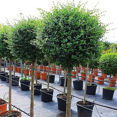 Ligustrum jonandrum 1/2 tige