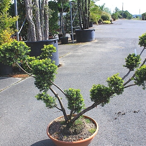 Taxus baccata summer gold