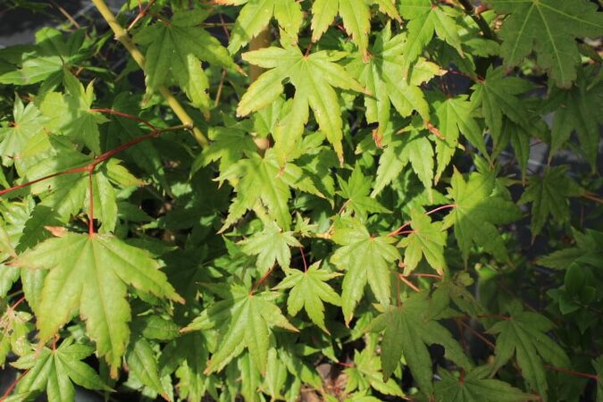 Acer palmatum