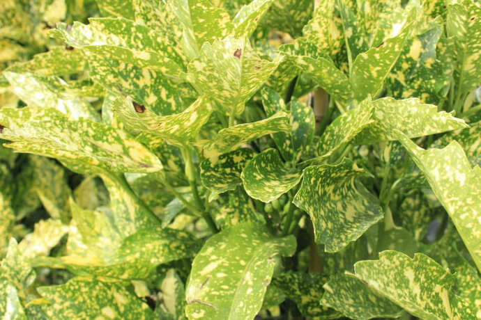 Aucuba crotonifolia
