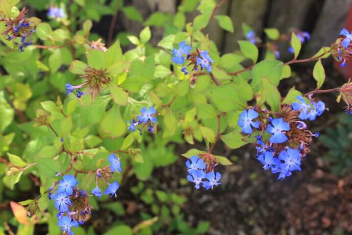 Ceratostigma wilmotianum