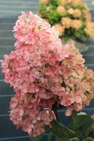 Hydrangea paniculata vanille fraise