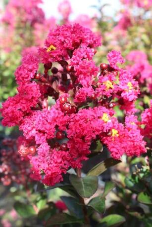 Lagerstroemia