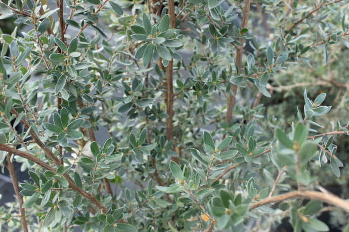 Leptospermum sylver sheen