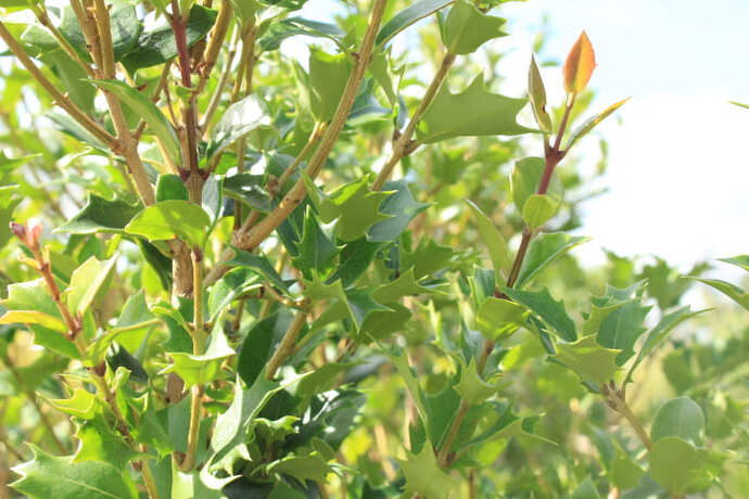 Osmanthus heterophylla