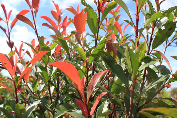 Photinia carré rouge