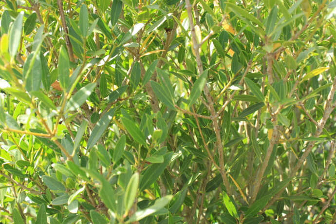 Phyllirea angustifolia