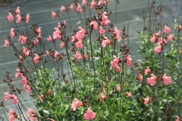 Salvia jamensis pluenn