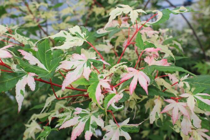 Acer palmatum asahi zuru