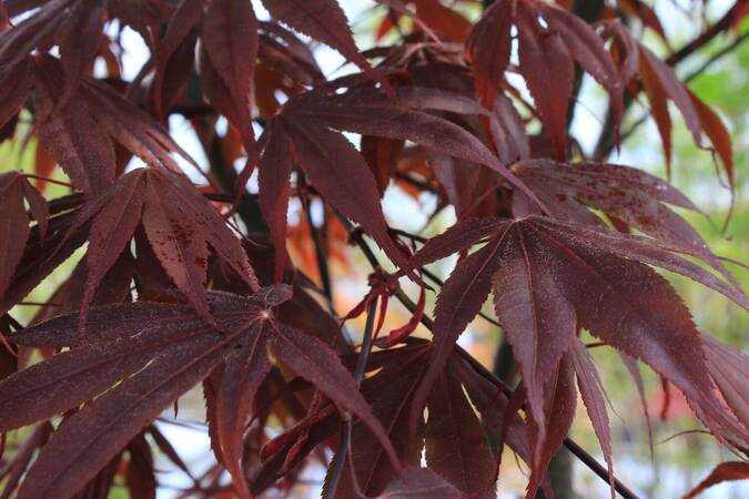 Acer palmatum bloogood