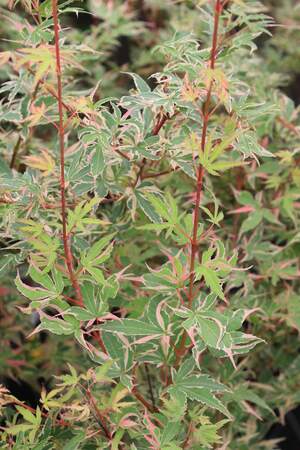 Acer palmatum butterfly